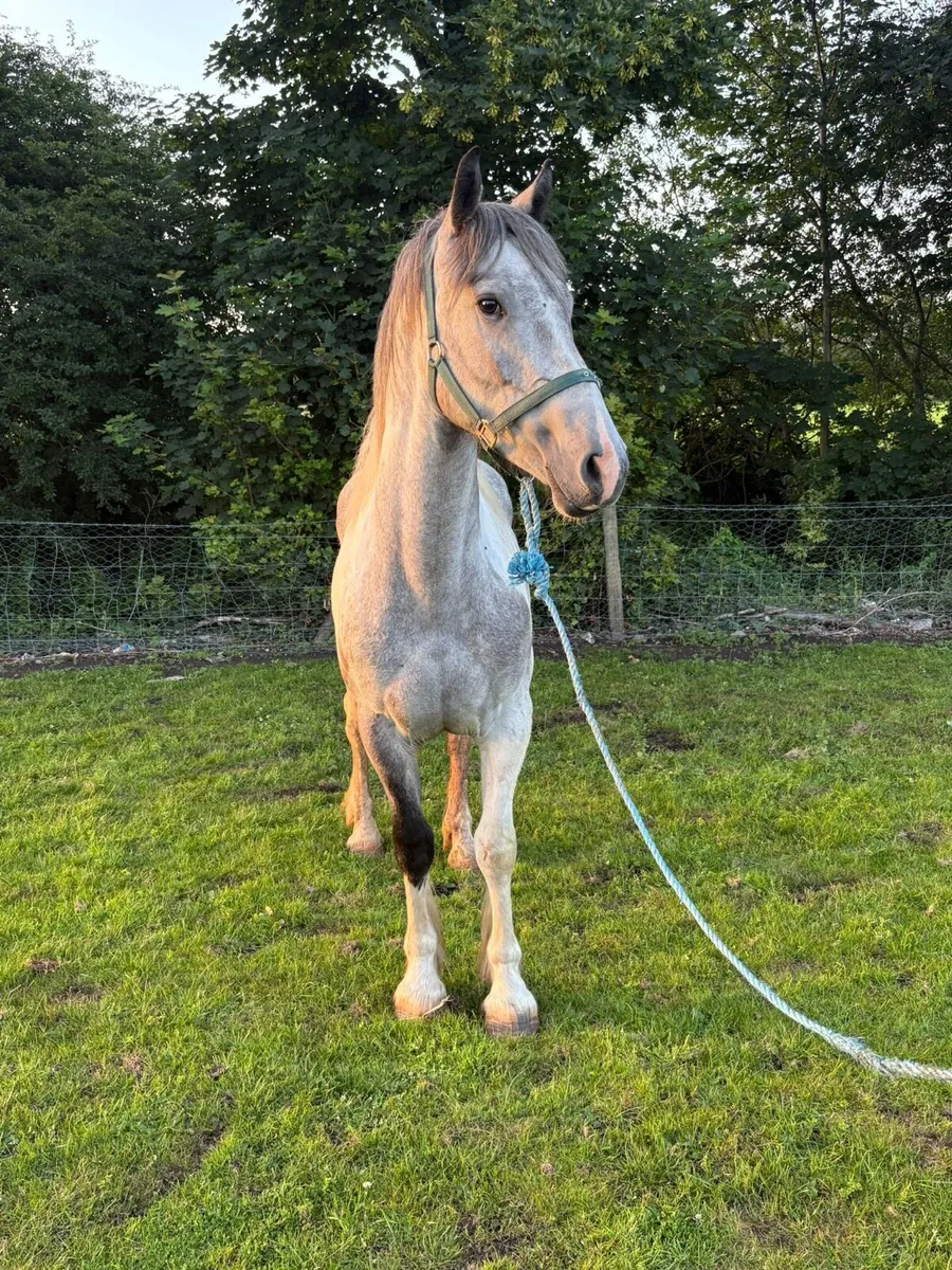 🍀show cob 3yo 🍀 - Image 1