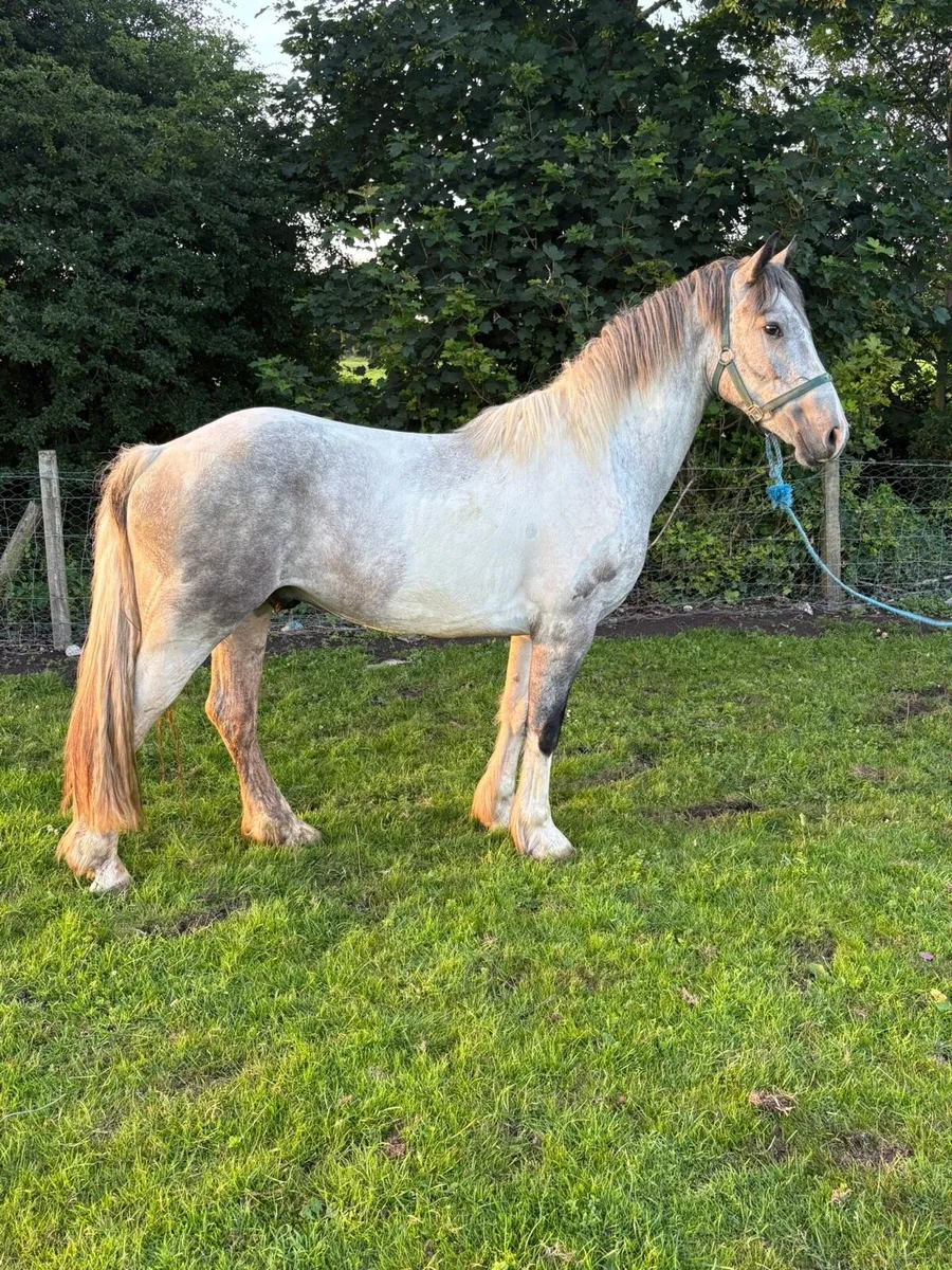 🍀show cob 3yo 🍀 - Image 2
