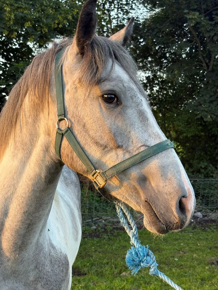 🍀show cob 3yo 🍀 - Image 3