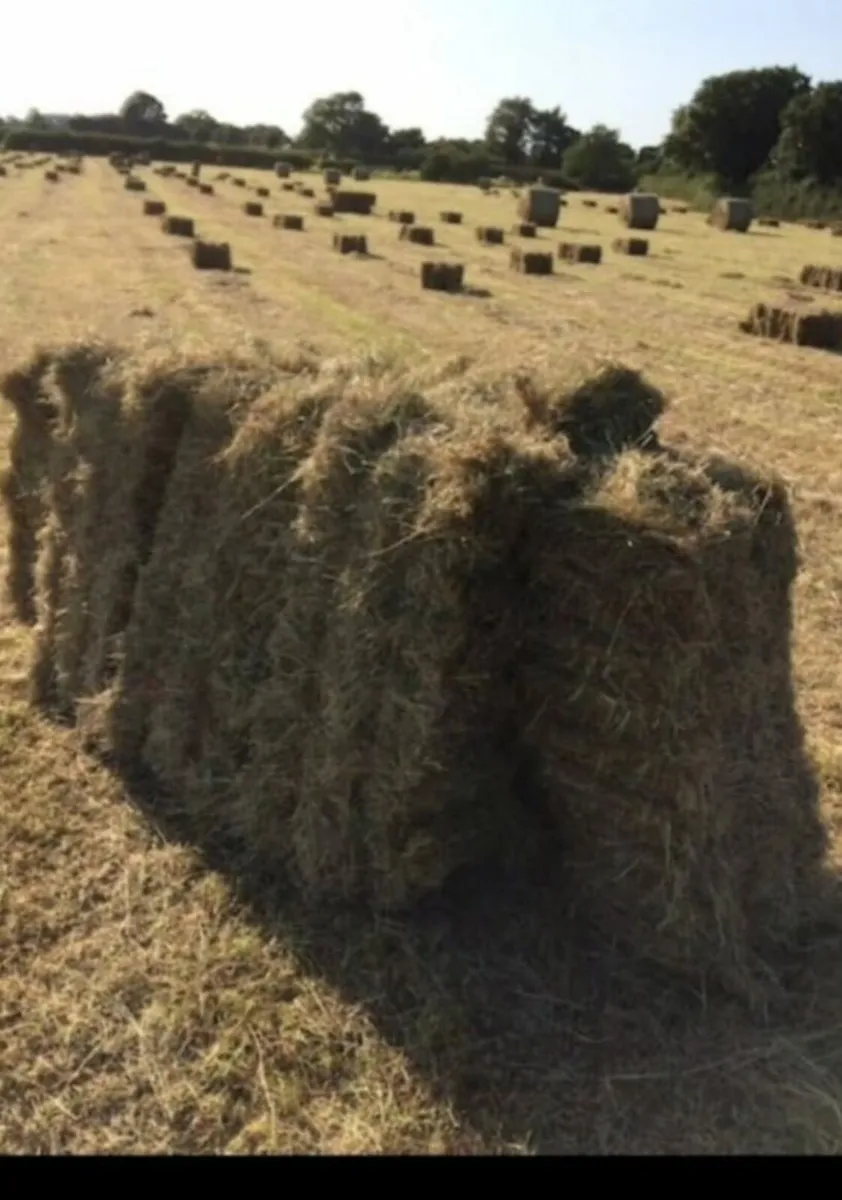 Square bales & Round bales of Hay - Image 1