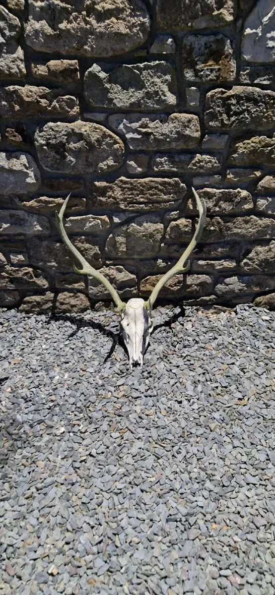 Red Deer Antler