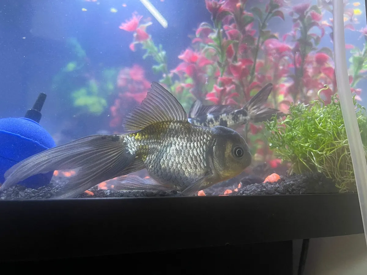Ordana goldfish koi - Image 1