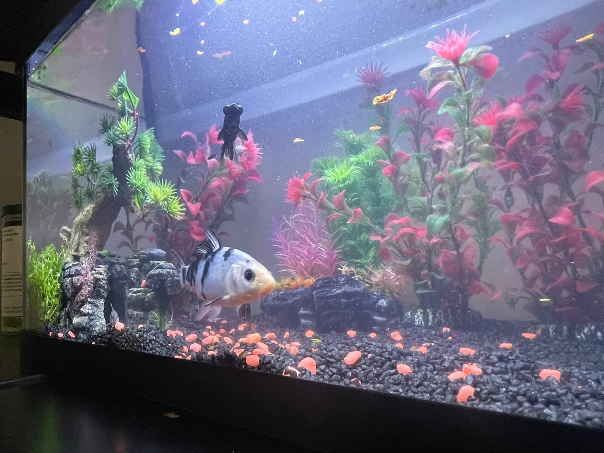 Ordana goldfish koi - Image 2