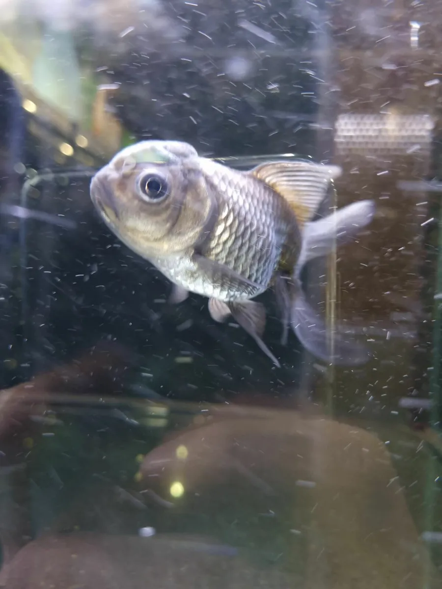 Ordana goldfish koi - Image 3