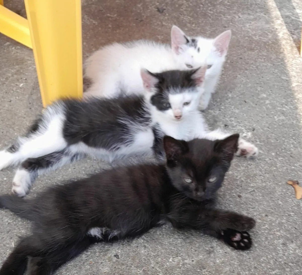 Kittens - Image 2