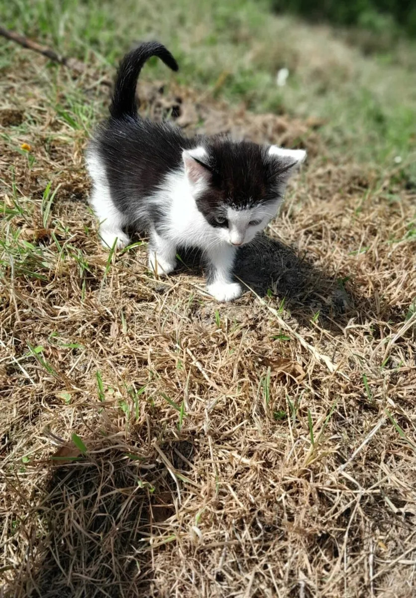Kittens - Image 1