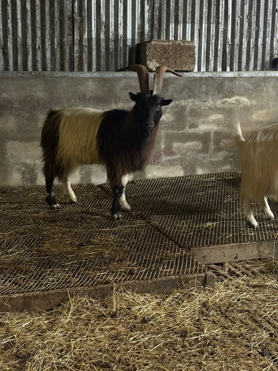 Selection of Bagot breeding Goats - Image 1