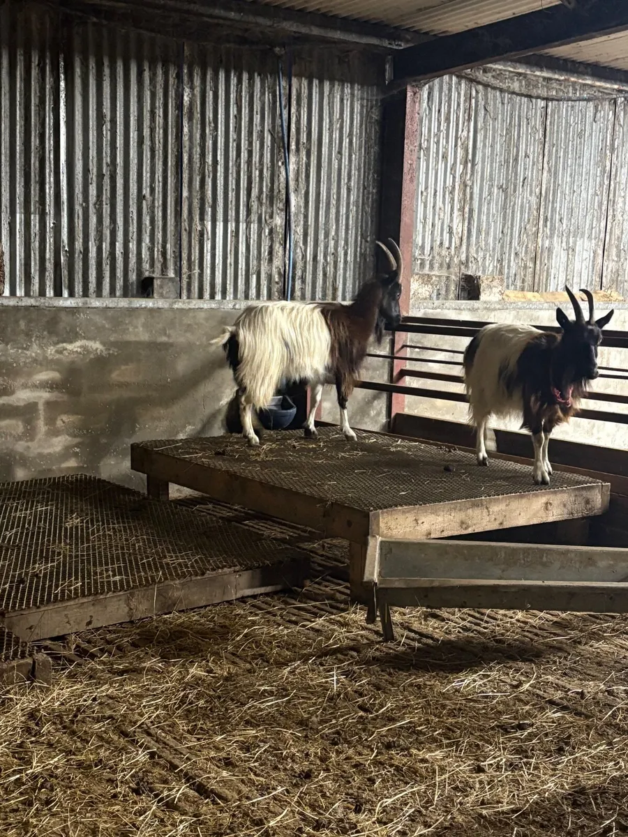 Selection of Bagot breeding Goats - Image 2