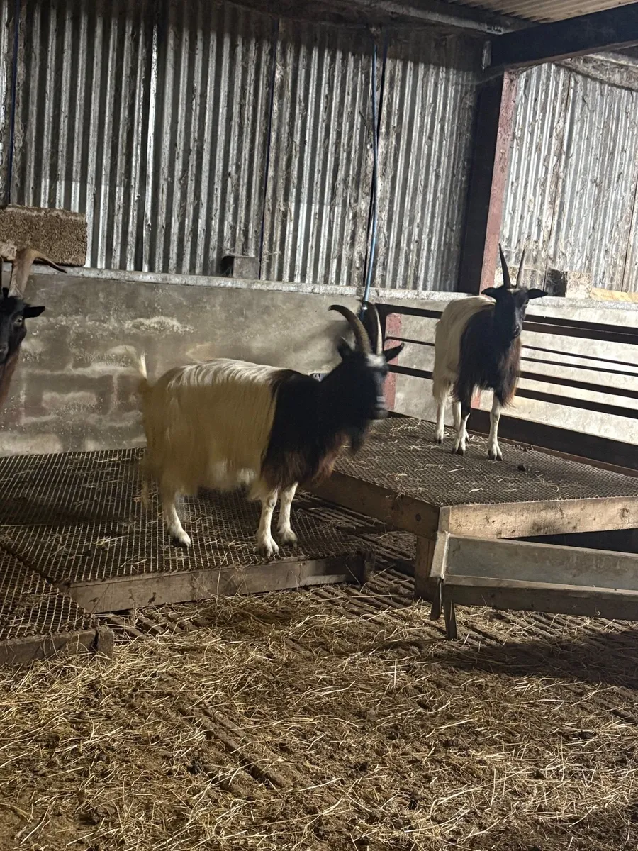 Selection of Bagot breeding Goats - Image 4