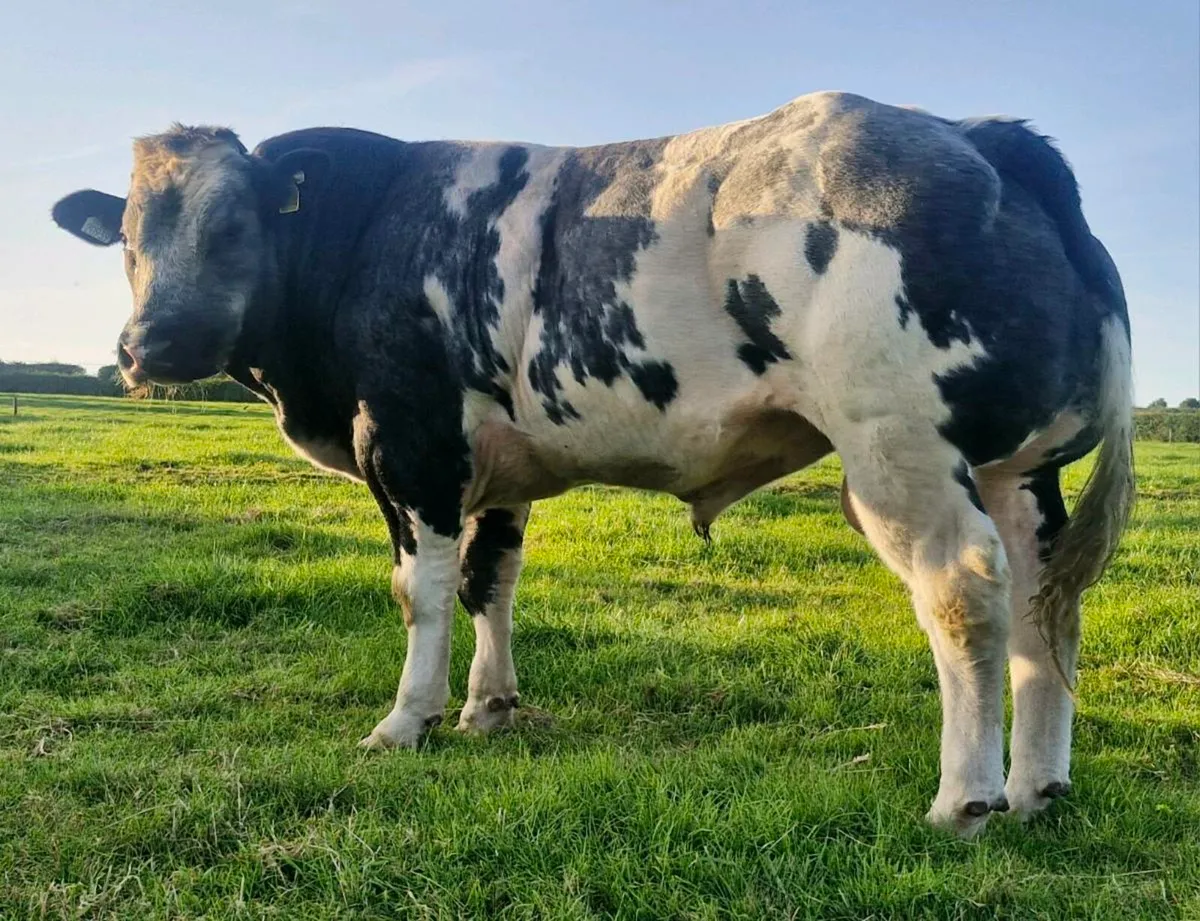 PBR Belgian Blue Bull 🌟🌟🌟🌟🌟 - Image 1