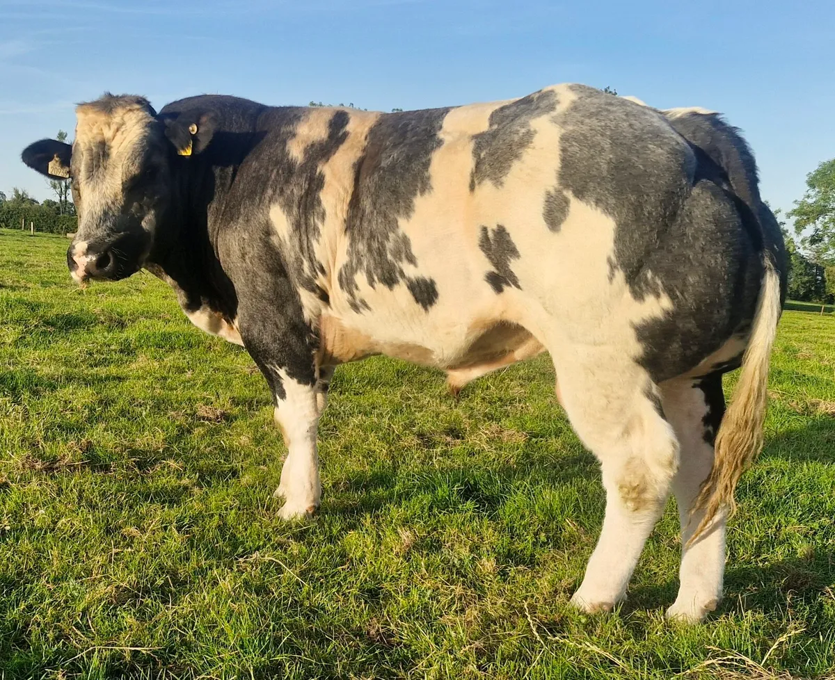 PBR Belgian Blue Bull 🌟🌟🌟🌟🌟 - Image 3