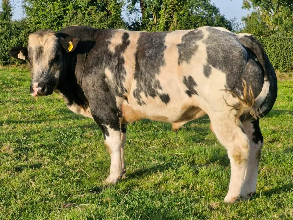 PBR Belgian Blue Bull 🌟🌟🌟🌟🌟 - Image 2