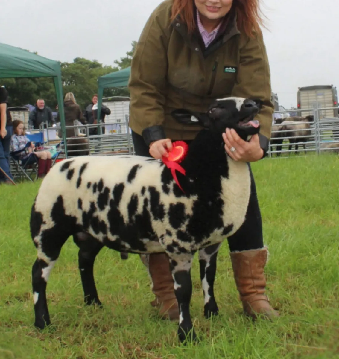 Dutch Spotted Sheep - Image 1