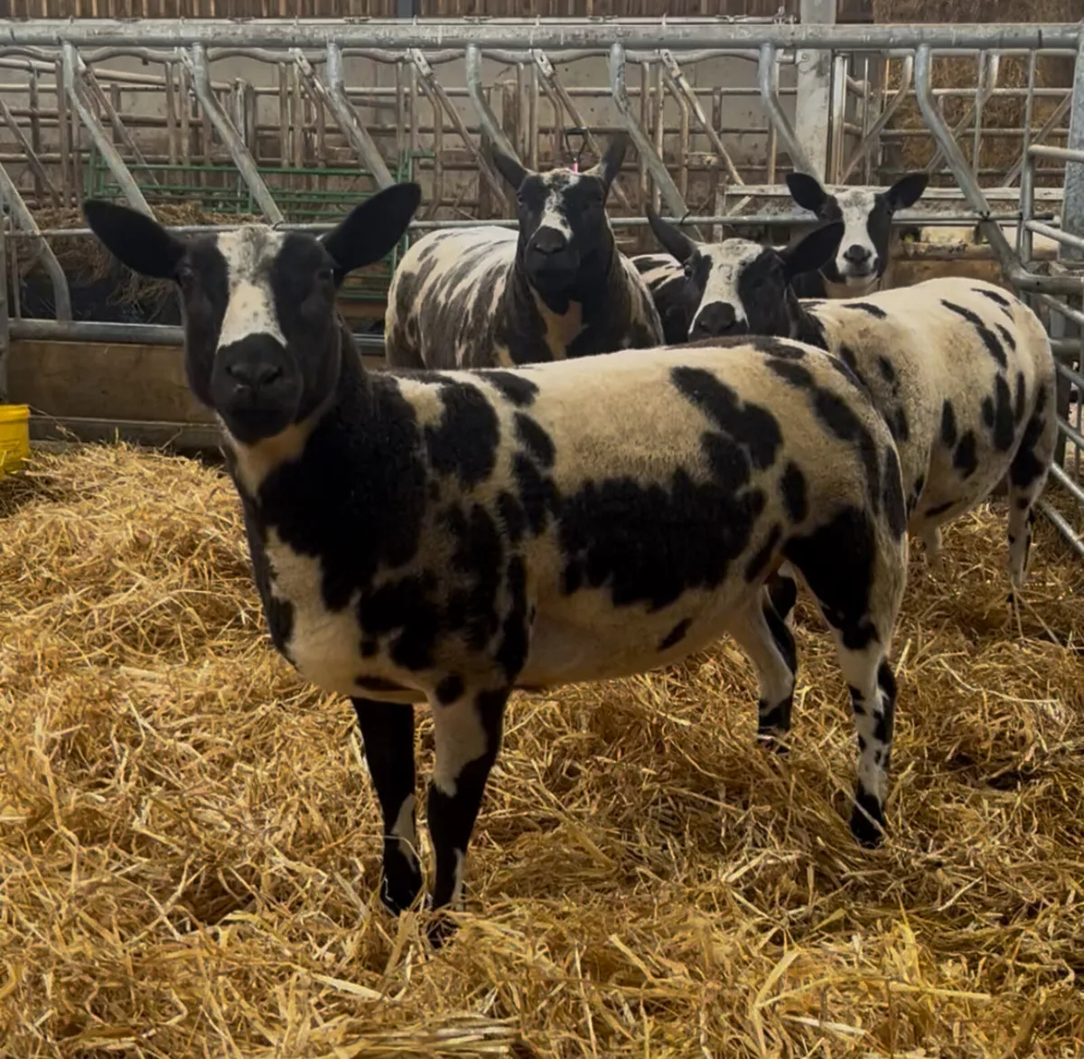 Dutch Spotted Sheep - Image 2