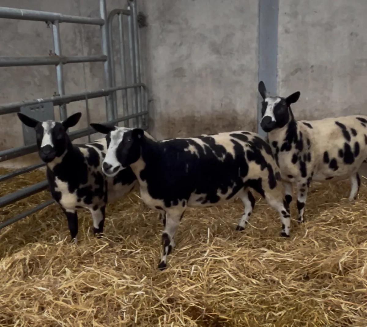 Dutch Spotted Sheep - Image 3