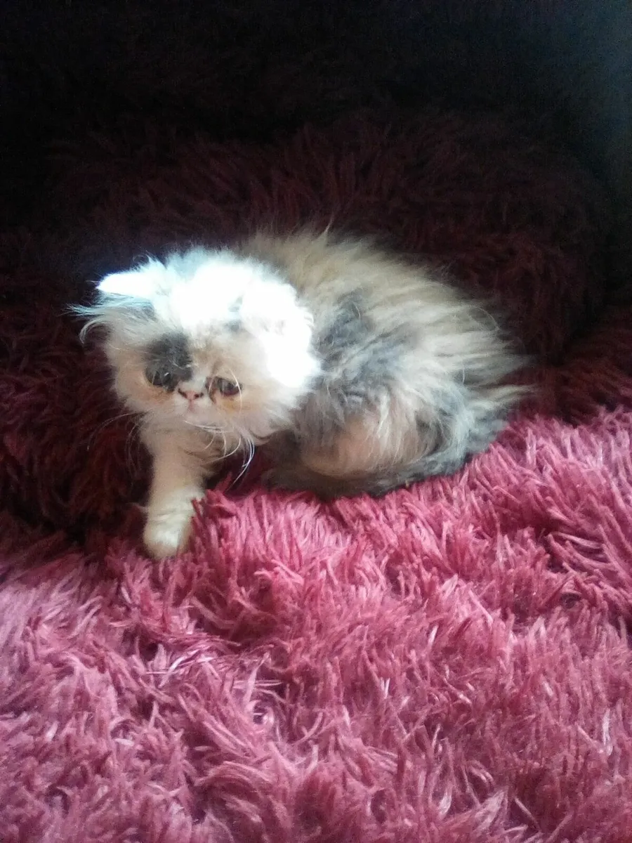 Persian Kitten Registered - Image 2