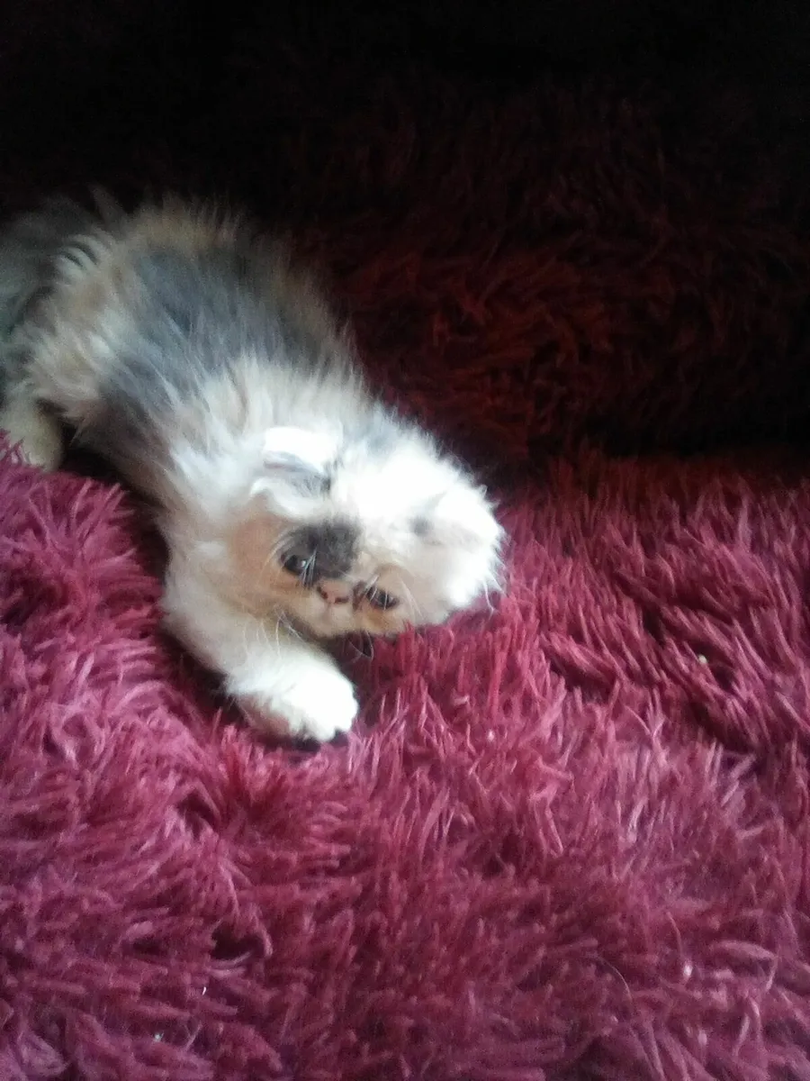 Persian Kitten Registered - Image 3