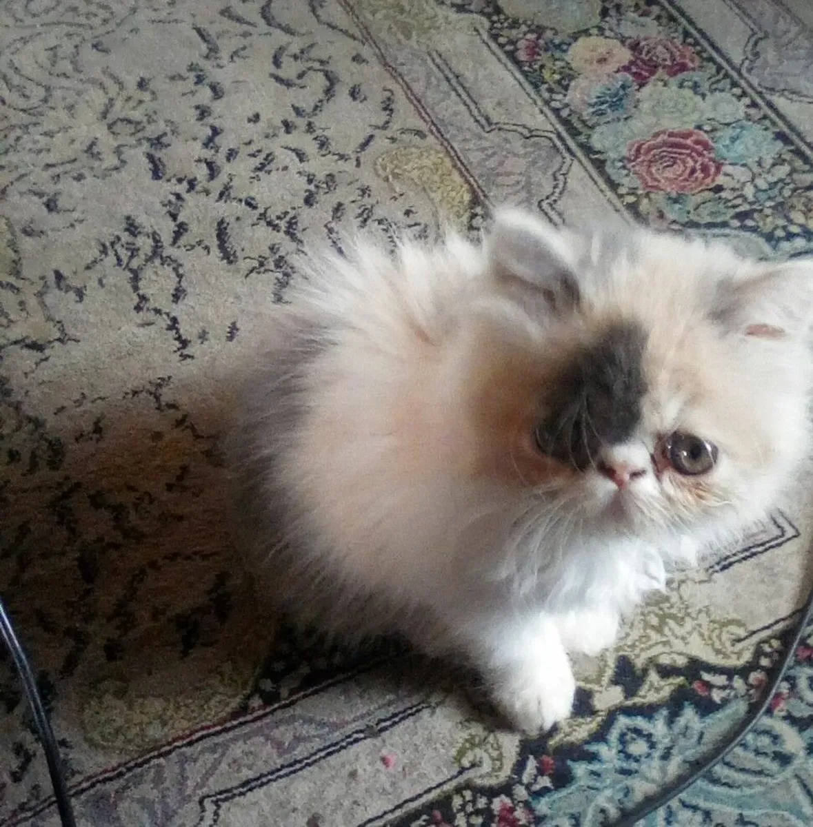 Persian Kitten Registered - Image 1