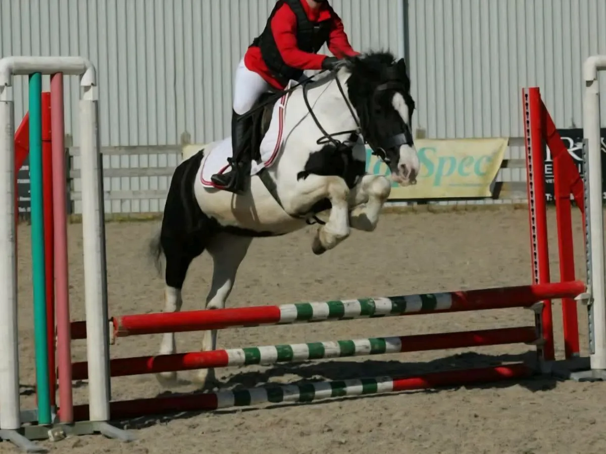 Perfect fun pony - Image 1