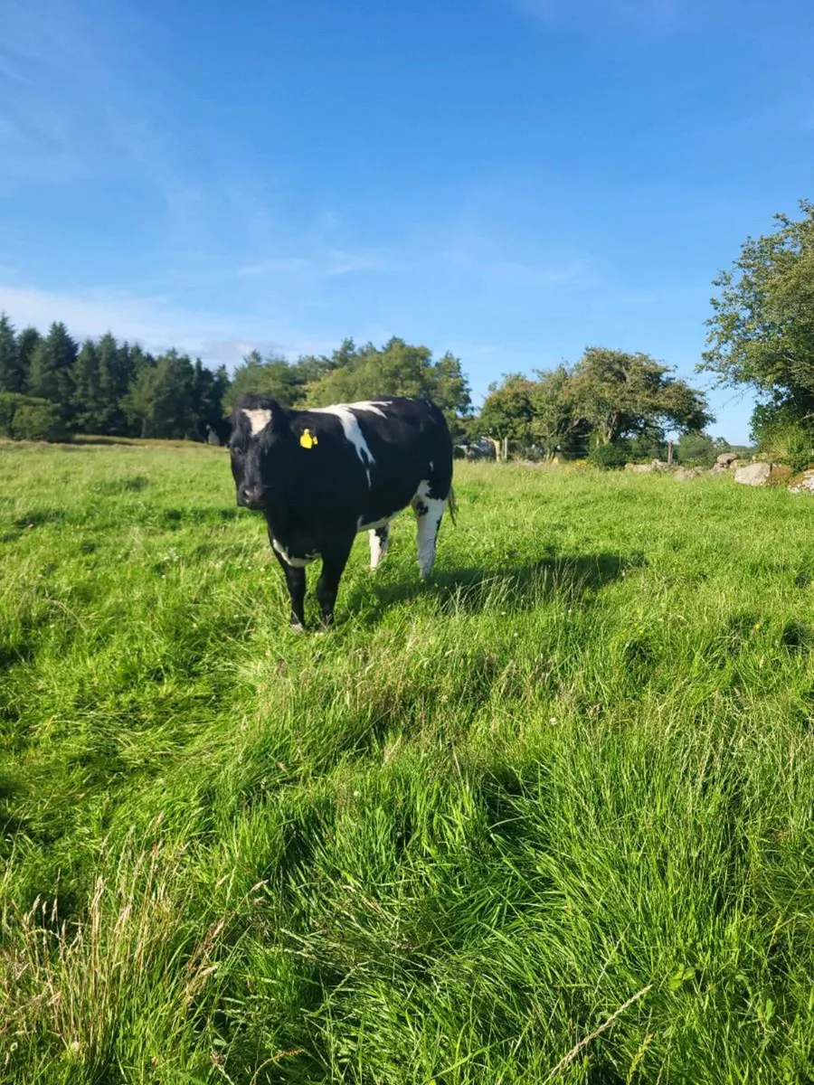 Heifers for Balla Mart on Saturday 12th July - Image 1