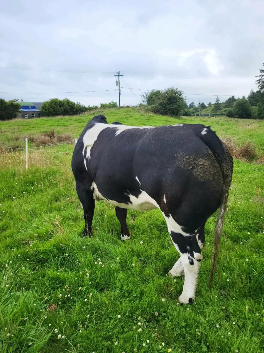 Heifers for Balla Mart on Saturday 12th July - Image 3