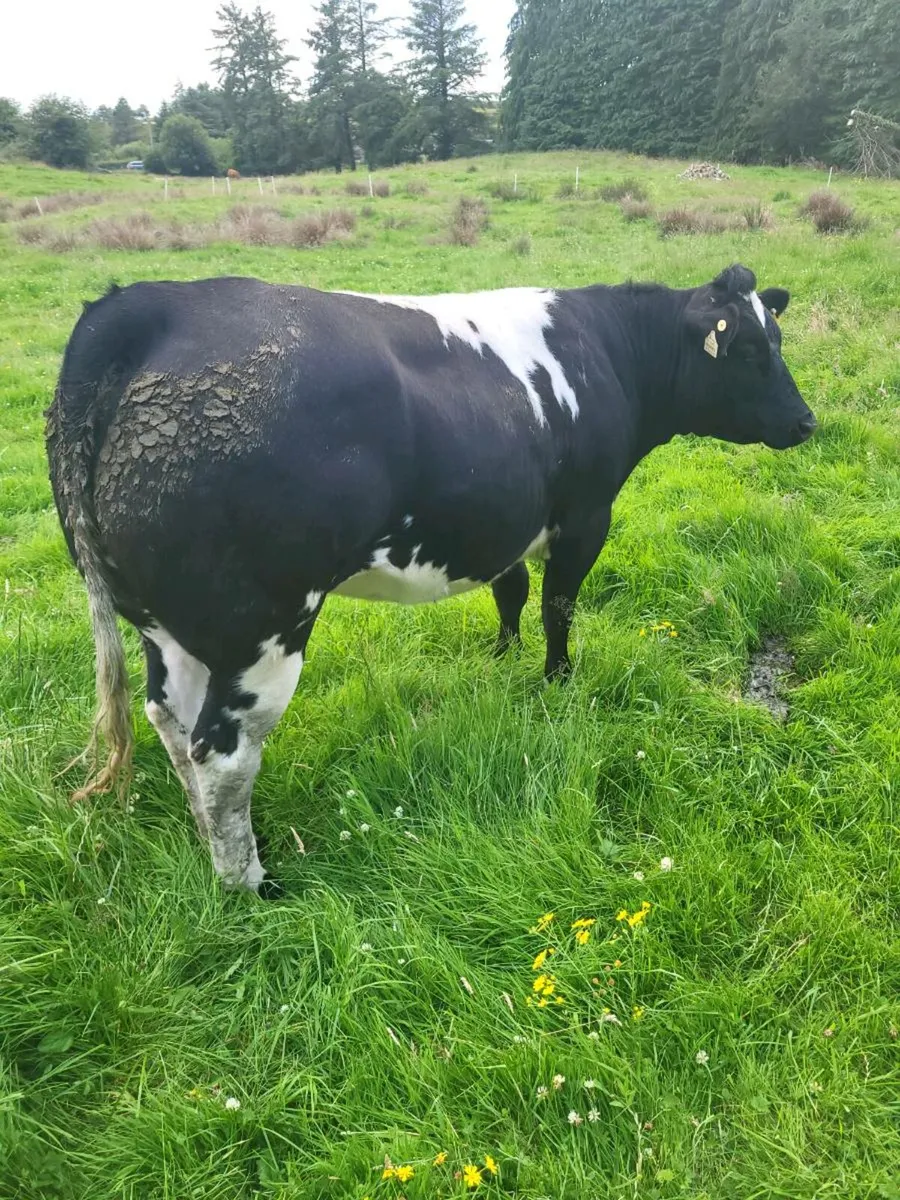 Heifers for Balla Mart on Saturday 12th July - Image 4