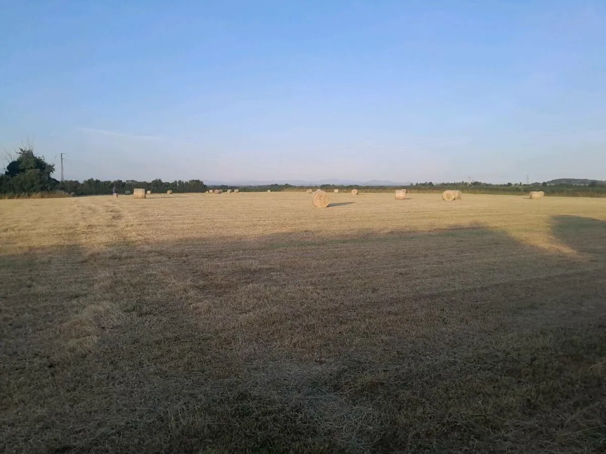 Hay for sale - Image 1