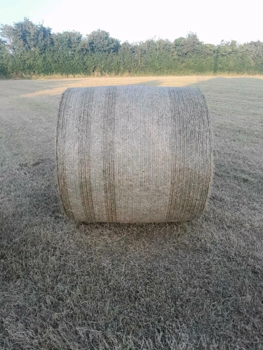 Hay for sale - Image 3