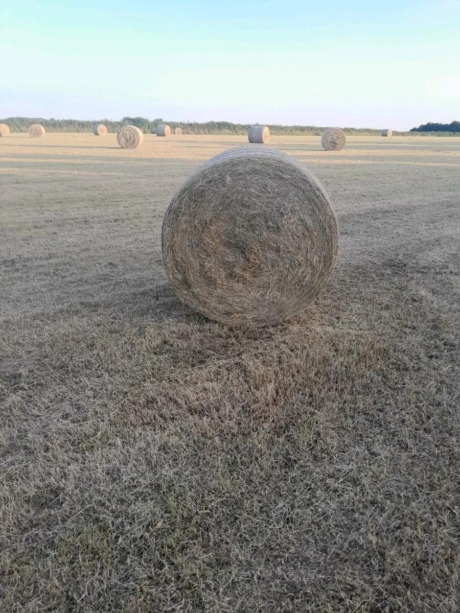 Hay for sale - Image 4