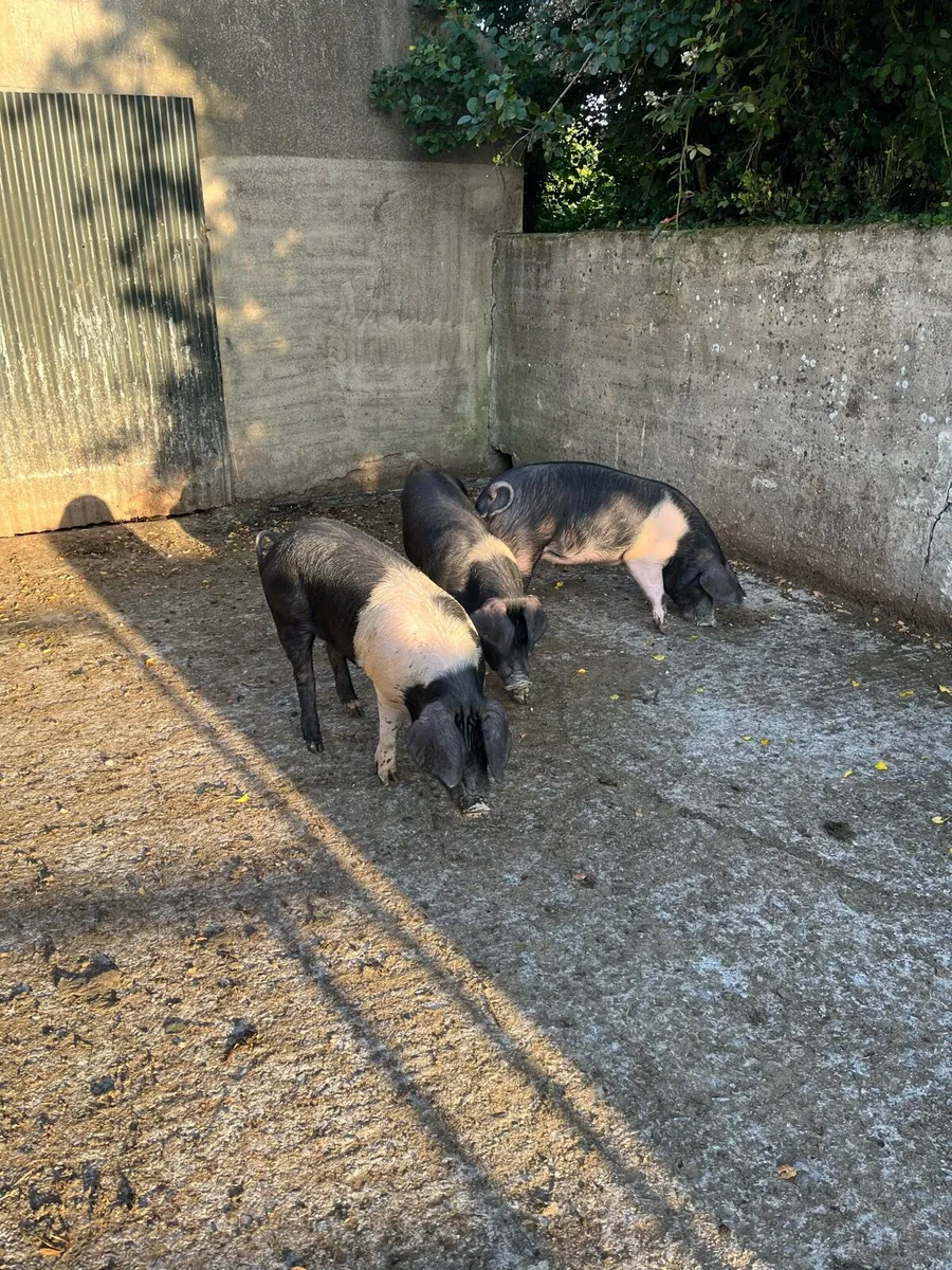 Saddleback pigs - Image 1