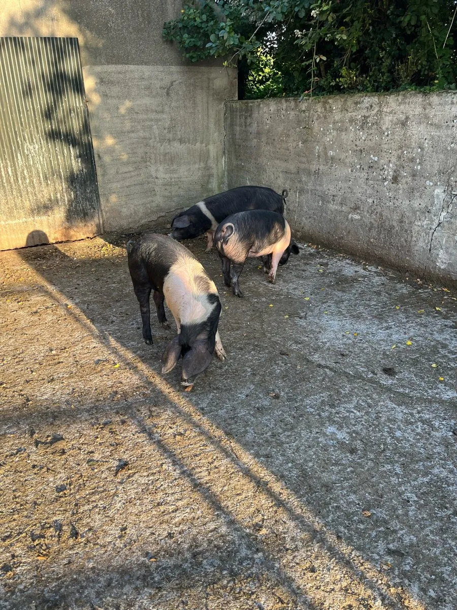 Saddleback pigs - Image 2