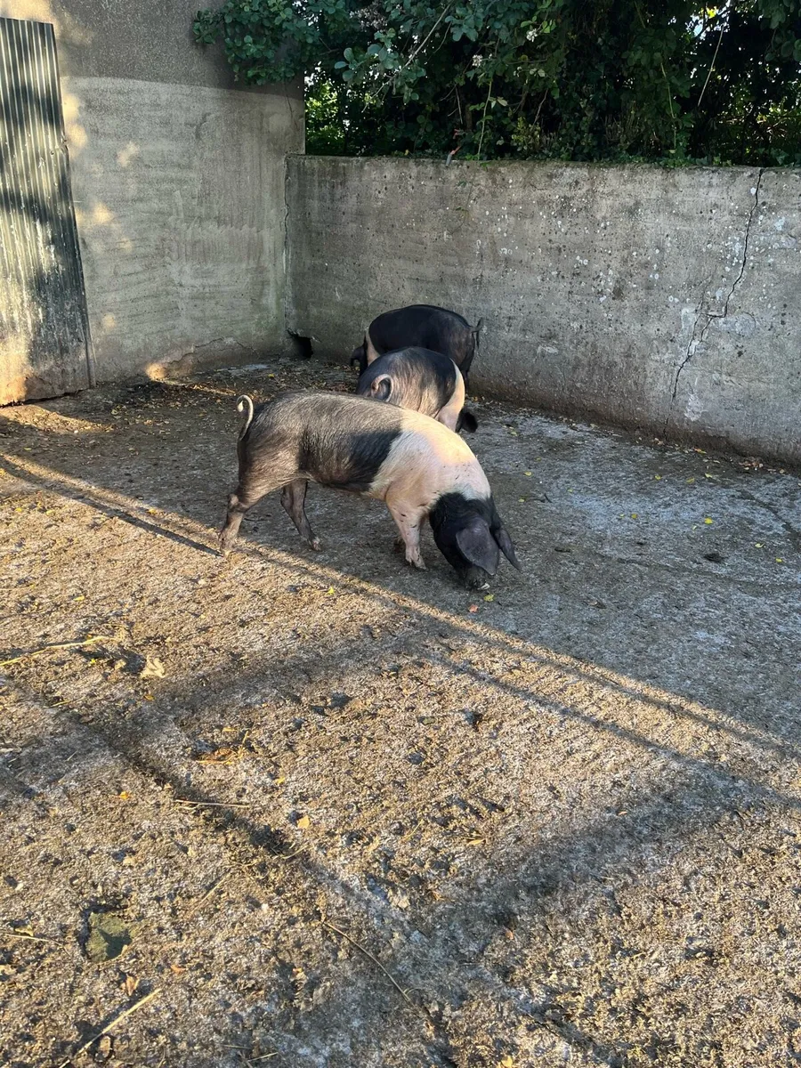Saddleback pigs - Image 3