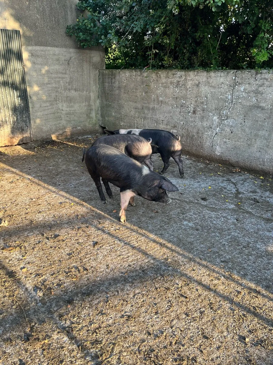 Saddleback pigs - Image 4