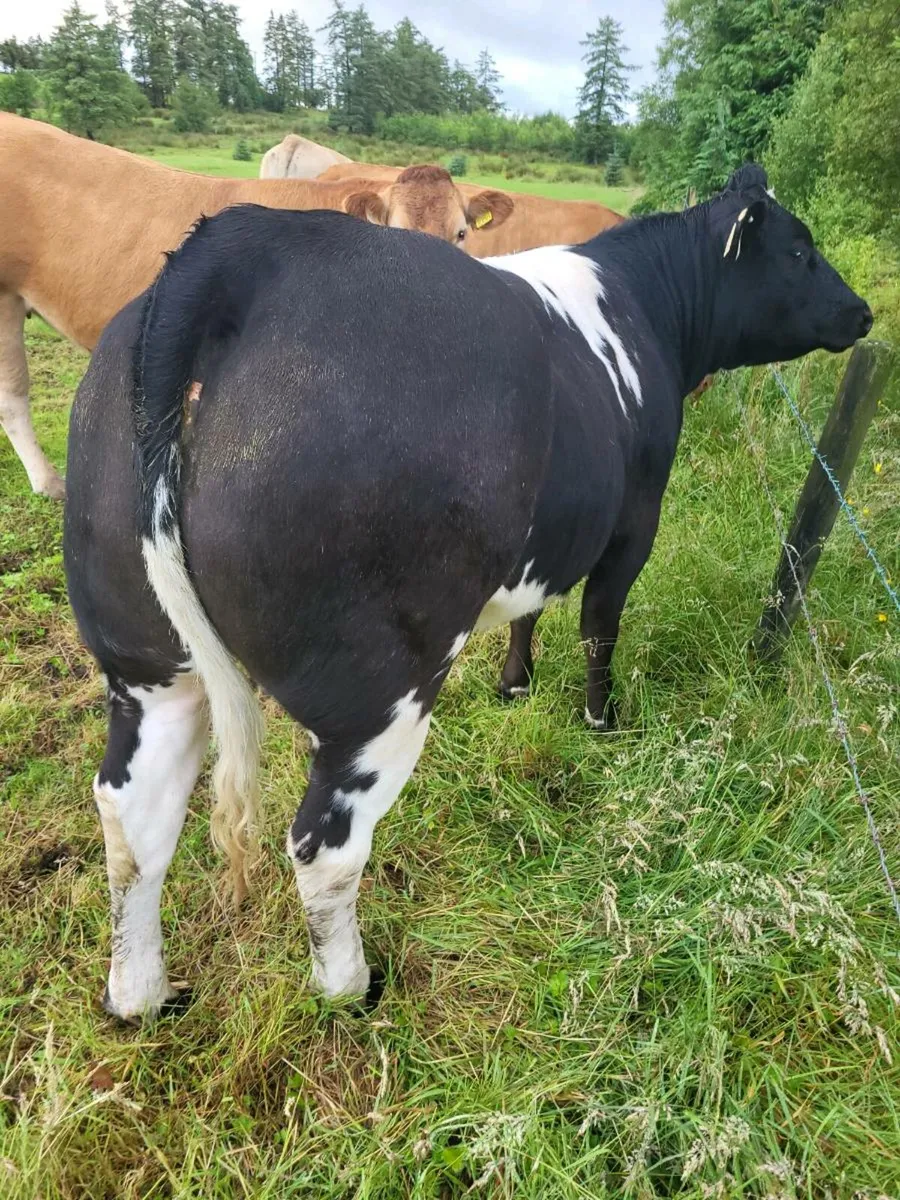 Heifers for Balla Mart on Saturday 12th July - Image 2