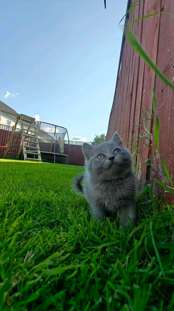 British Shorthair Kittens - Image 2