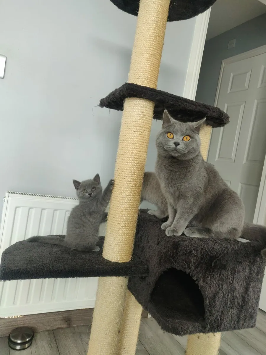 British Shorthair Kittens - Image 3