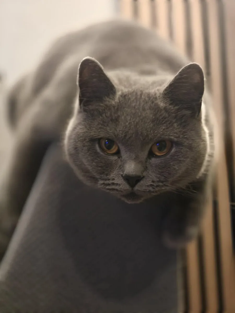 British Shorthair Kittens - Image 4