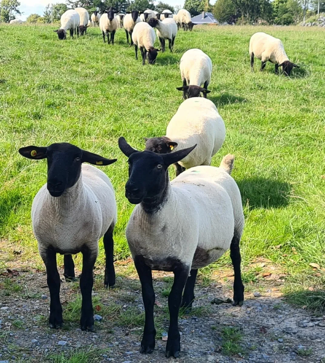 SHEEP - Image 1