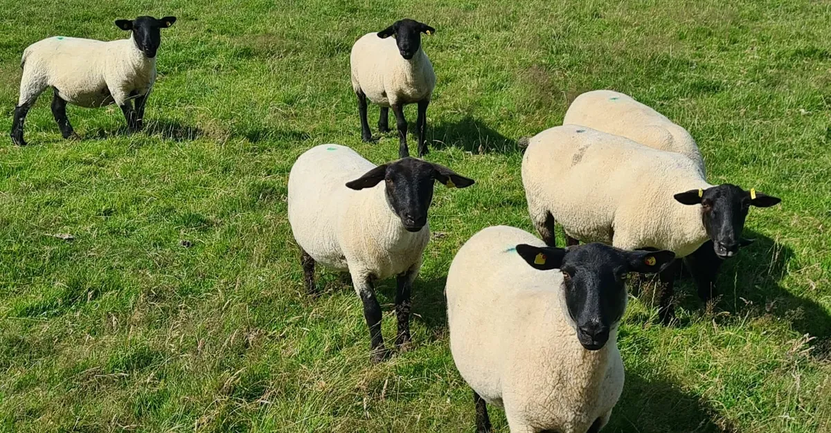 SHEEP - Image 3