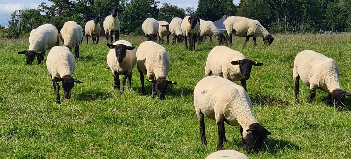 SHEEP - Image 4