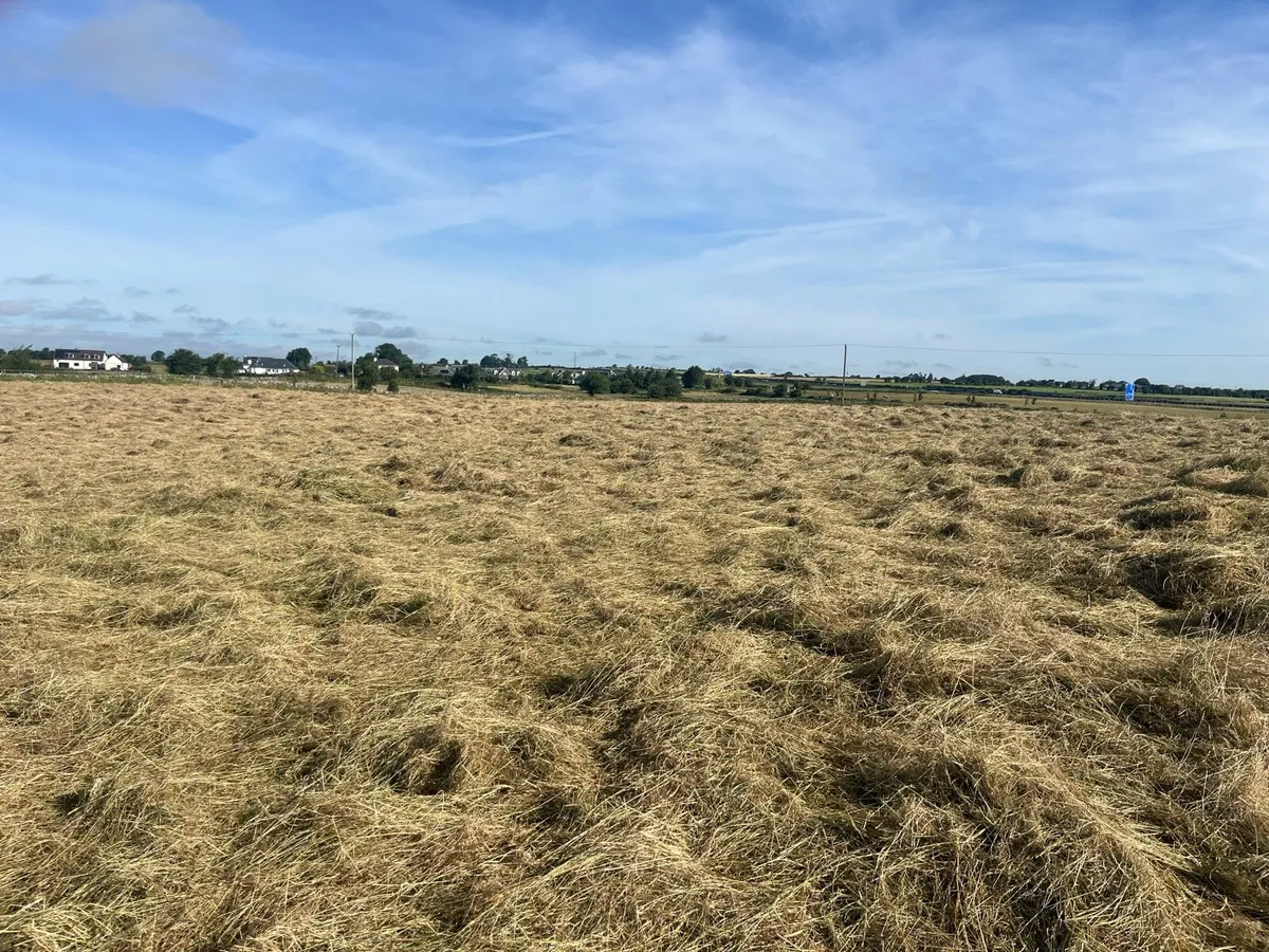 Quality Horse Hay - Image 1