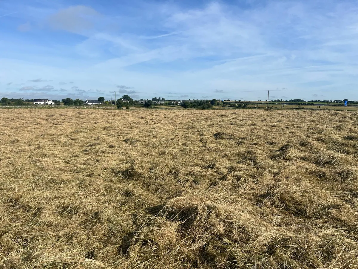 Quality Horse Hay - Image 2