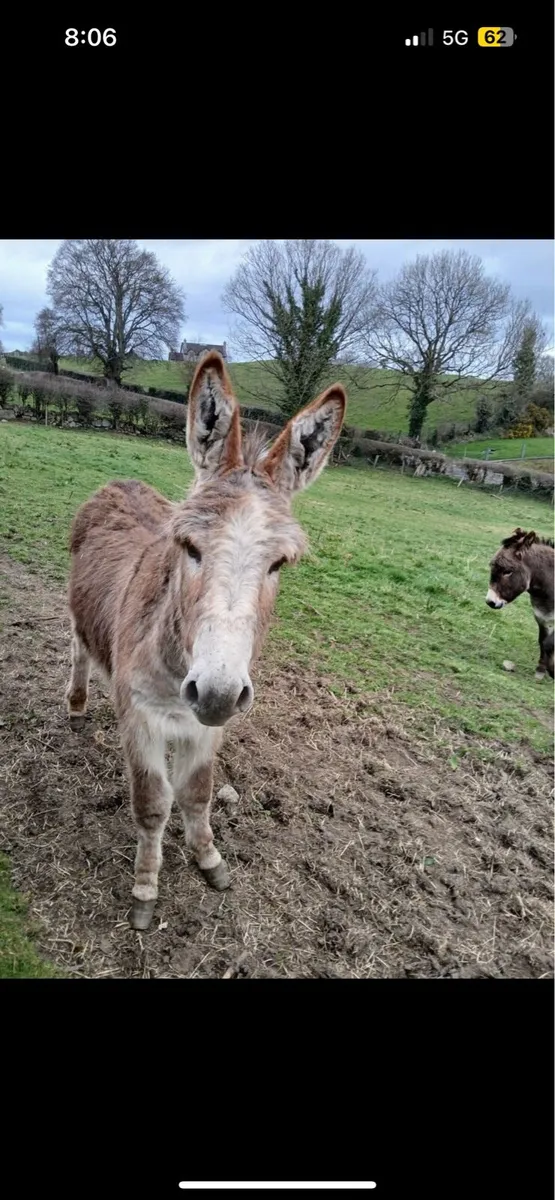 Free 2 year old female donkey - Image 1
