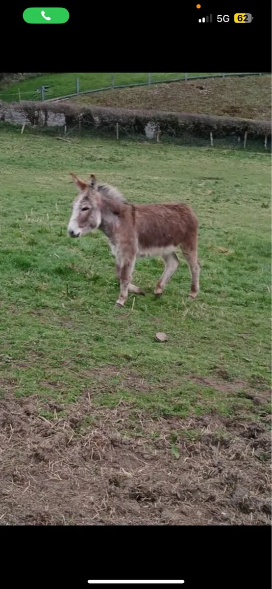 Free 2 year old female donkey - Image 2