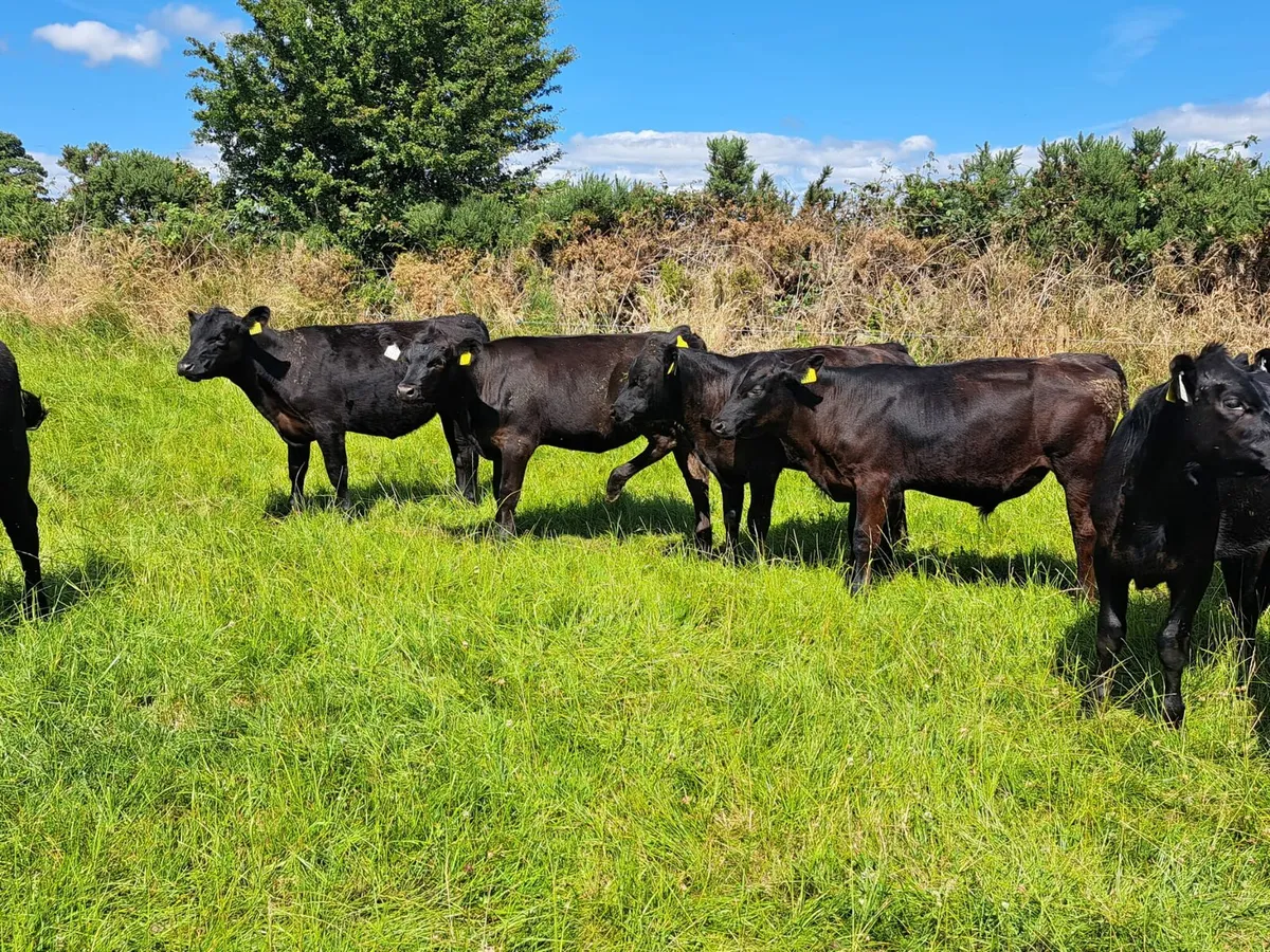 Calf & Runners Cork Marts Corrin Tuesday 11.30 - Image 4