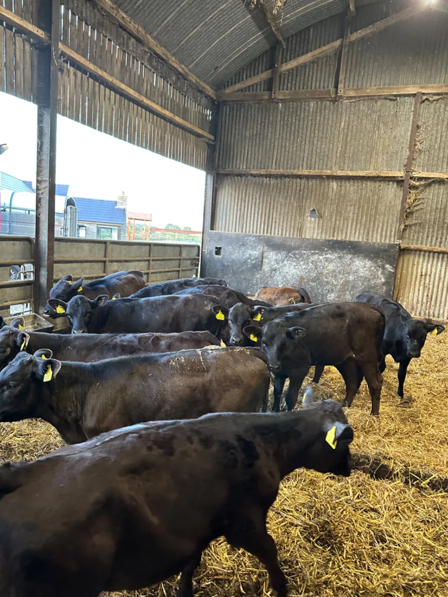 Angus and lim heifers - Image 2