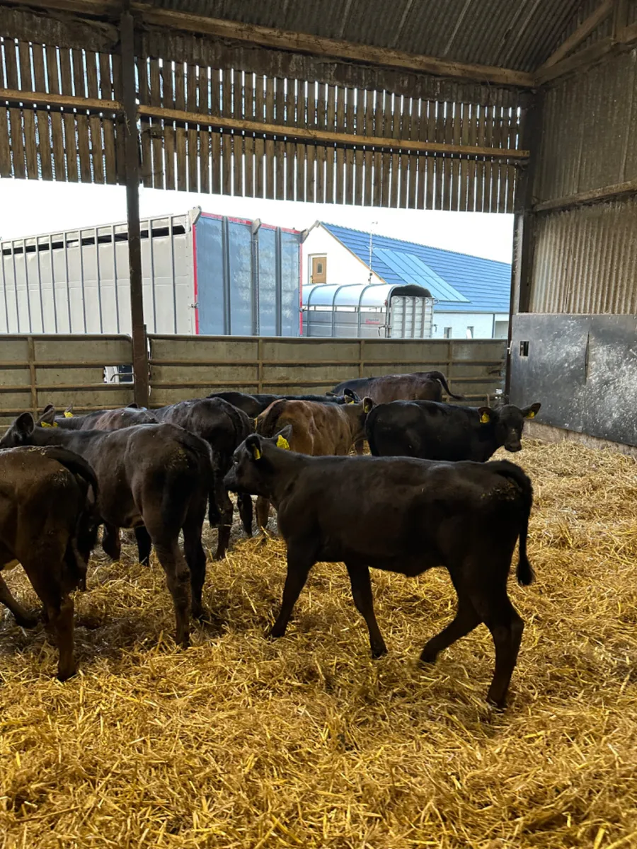 Angus and lim heifers - Image 1