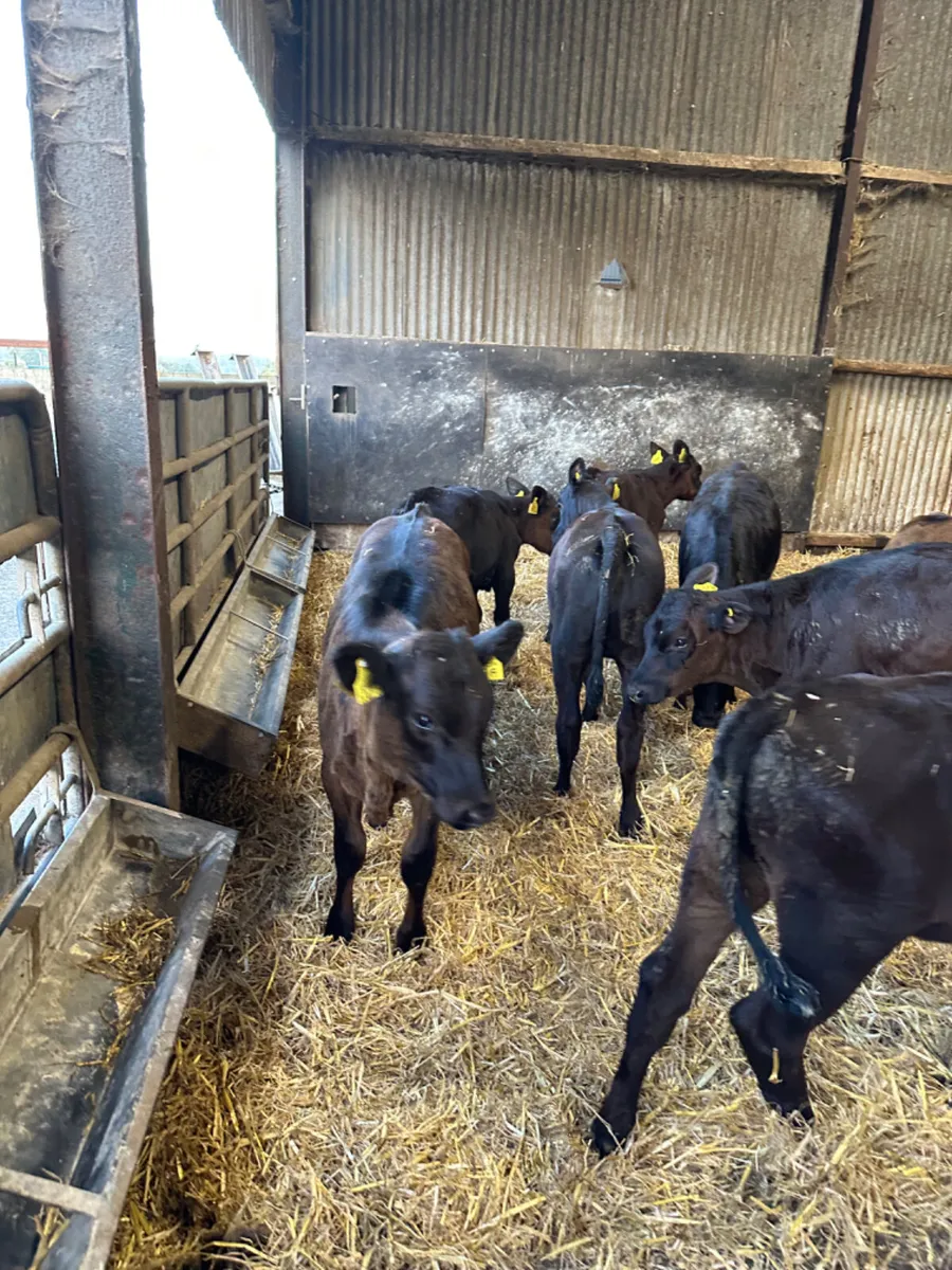 Angus and lim heifers - Image 4