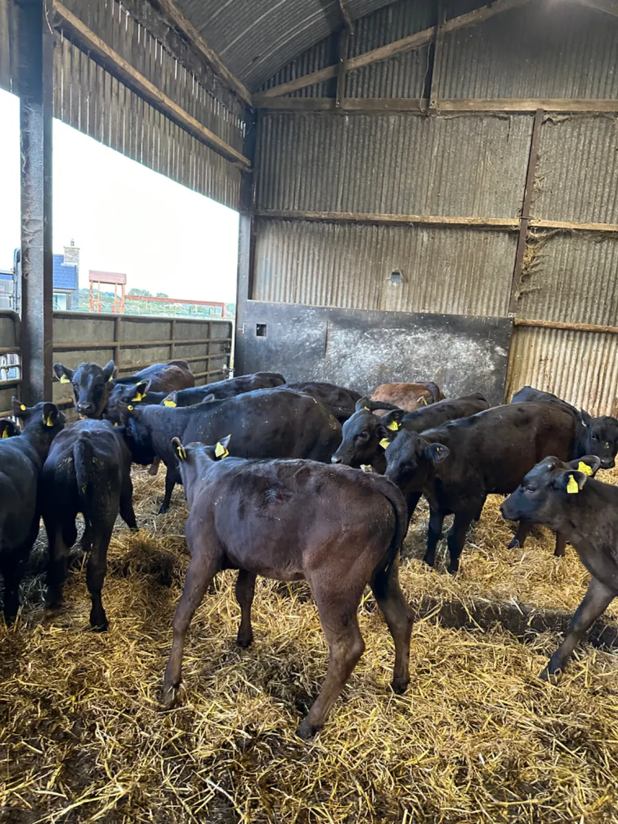 Angus and lim heifers - Image 3