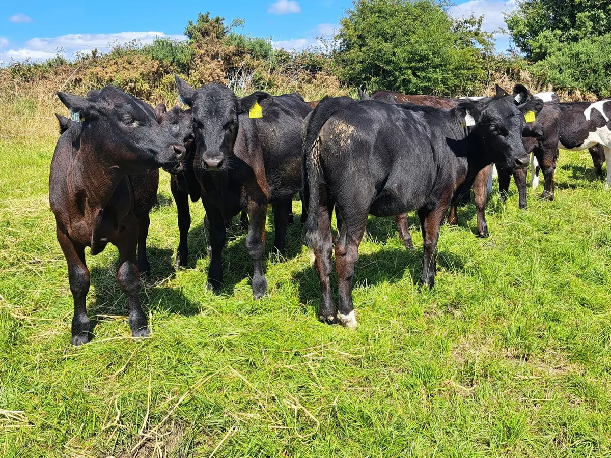 Calf & Runners Cork Marts Corrin Tuesday 11.30 - Image 1